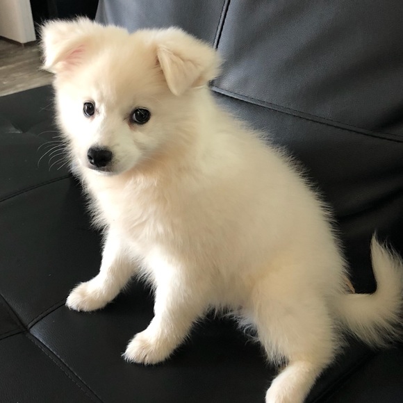 Meet your Posher, Winter - Picture 3 of 6